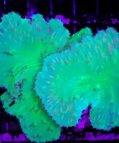 Wysiwyg Large Neon Green Cabbage Coral Colony (C63)