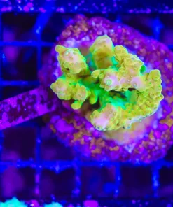 Wysiwyg Golden Budha Acropora Stump *(pick up noly)* (C64)