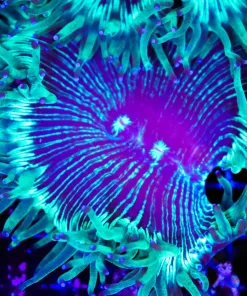 Wysiwyg Elegance Coral (C68)