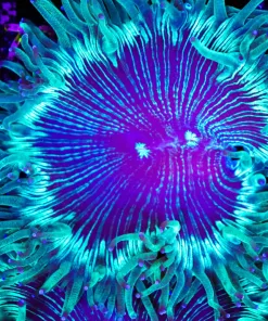 Wysiwyg Elegance Coral (C69)