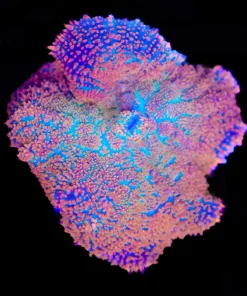 Wysiwyg Large Orange Susnet Rhodactis Mushroom (C70)