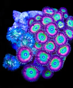 Wysiwyg Skittle x Hawaiin Galaxy Zaanthid Rock (C72)