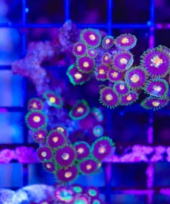 Wysiwyg Wild Zoa's growing on unique little branching rock (C73)