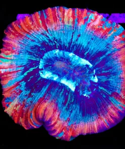 Wysiwyg Open Brain Coral (C74)