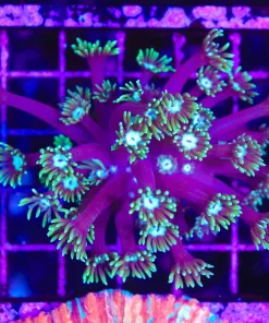 Wysiwyg Purple Eggplant Gonipora Coral (C75)