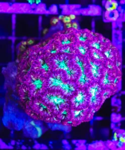 Wysiwyg Blastomussa Merletti Mini Colony *Grown in captivity!* (C76)