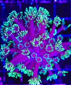 Wysiwyg Purple Eggplant Gonipora Coral (C77)