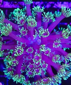 Wysiwyg Purple Eggplant Gonipora Coral (C78)