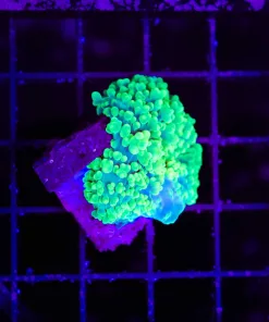 Wysiwyg Small Green Bounce Mushroom (C79)