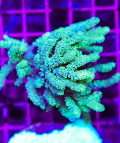 Wysiwyg Wild Australian Leather Coral Mini Colony (C8)