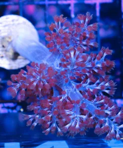 Wysiwyg Blue Kenya Tree Colony (C81)