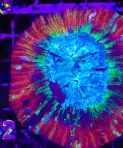 Wysiwyg Open Brain Coral (C82)