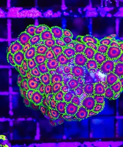 Wysiwyg Zoanthid Colony (C83)