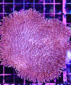 Wysiwyg Massive leather coral colony (C84)