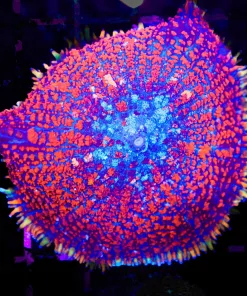 Wysiwyg XL Spiro Rhodactis Mushroom (C85)