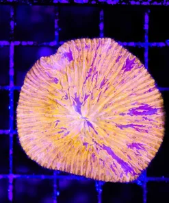 Wysiwyg Purple Sreak Orange Plate Coral (C87)