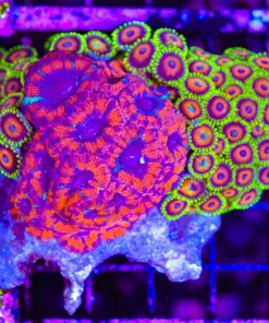Wysiwyg Acan x Zoanthid Combo Colony (C88)