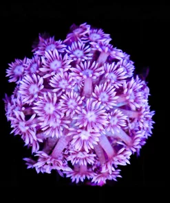 Wysiwyg Flowerpot Coral Mini Colony (C89)