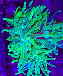 Wysiwyg Hydra Green Torch x 2 (C9)