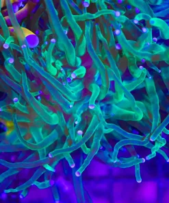 Wysiwyg Hydra Torch (C9)