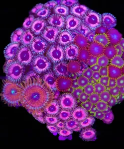 Wysiwyg Crazy Combo Zoanthid Rock (C90)