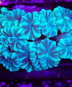 Wysiwyg Teal Trumpet Coral Colony (C91)