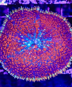 Wysiwyg MASSIVE Rainbow Spiro Rhodactis Mushroom (Like 4'' Across when open) (C91)