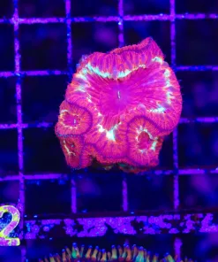 Wysiwyg Blastomussa Maxima *rare species* (C92)