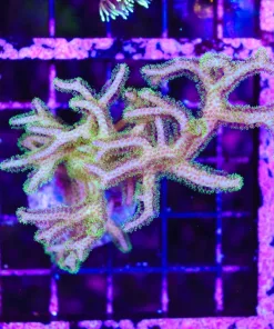 Wysiwyg Yellow / Green large wild australian birdsnest (C93)