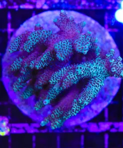 Wysiwyg Acropora Colony pick up only (C93)