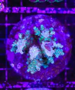 Wysiwyg Acropora Stump Colony *(pick up noly)* (C94)