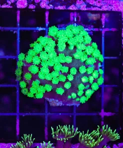 Wysiwyg Astreapora (C95) *Free Shipping ! Minimum $249 livestock spend*