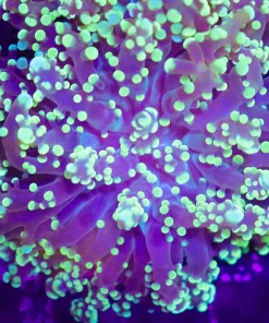 Wysiwyg Frogspawn Coral (C96)