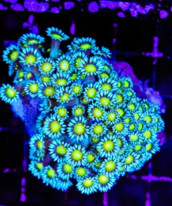 Wysiwyg Blue Flowerpot (C96)