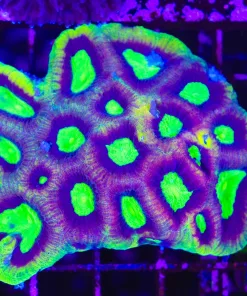 Wysiwyg Dragon soul favia colony (C97)