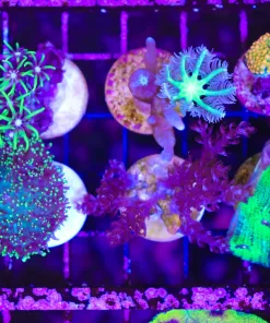 Wysiwyg Beginner Pack GSP Mushroom Cloves Ricordea Kenya Chalice ($210 value seperately) (C98)