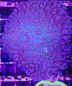 Wysiwyg Massive Hairy Mushroom (C98)