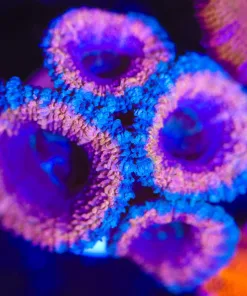 Wysiwyg Berry ACan Coral Frag Large [F1]