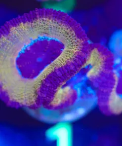 Wysiwyg Acan Frag Small - slight tissue damage [F1]