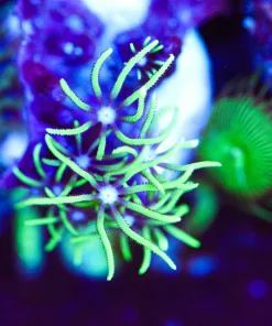 Wysiwyg Small Gsp [F100]