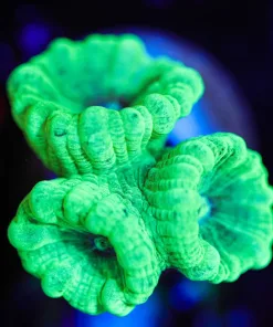 Wysiwyg Kryptonite Trumpet x 3 [F101]