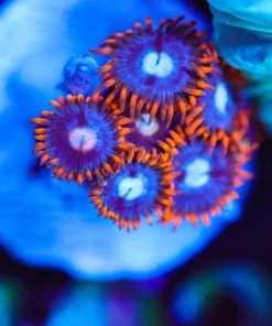 Wysiwyg Zoa Frag [F102]
