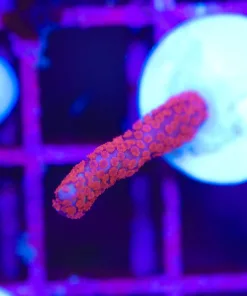 Wysiwyg Tiny Digitata Frag [F103]