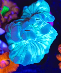 Wysiwyg Fox Coral Frag [F103] *Free Shipping ! Minimum $249 livestock spend*