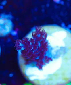 Wysiwyg Tiny kenya frag [F104]