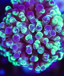 Wysiwyg Hammer Frag [F104]