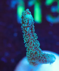 Wysiwyg Tiny Birdesnest Frag [F105]