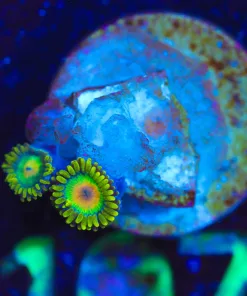 Wysiwyg Micro Rasta Frag [F106]