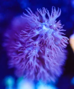 Wysiwyg Super Fuzzy Photosynethic Gorgonian Frag [F106]
