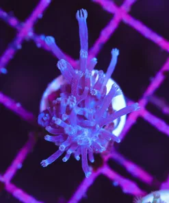 Wysiwyg Small cespituarlia Frag [F107]